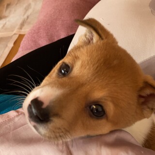 トライアル決定 Mixオ 岡山県 犬の里親募集 ペットのおうち 月間利用者150万人