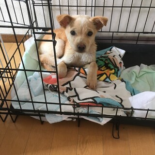 募集停止おとちゃんのずっとのおうち探してます