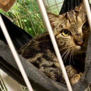 人恋しいアメショ＋キジトラのミックス？