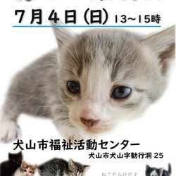 ねこの譲渡会＠犬山市福祉活動センター