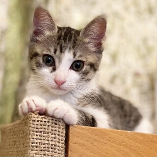 生後2ヶ月！左手腕章つけたアイライン美人