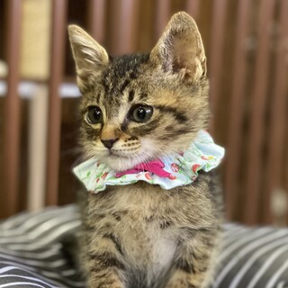 生後1ヶ月半の男の子、キジトラ