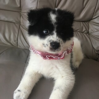 保健所からレスキューした子犬♀コロ