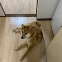 柴犬 1歳2ヶ月