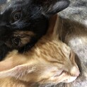 生後3か月の子猫保護