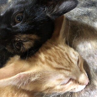 生後3か月の子猫保護