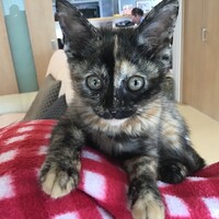 ここ