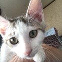 人懐こく甘えん坊の男の子　大福くん