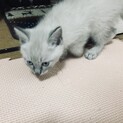 子猫の里親を募集します