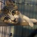 3ヶ月の子猫
