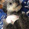 甘えん坊なトイプードル