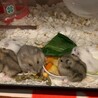 ハムスターのおうち