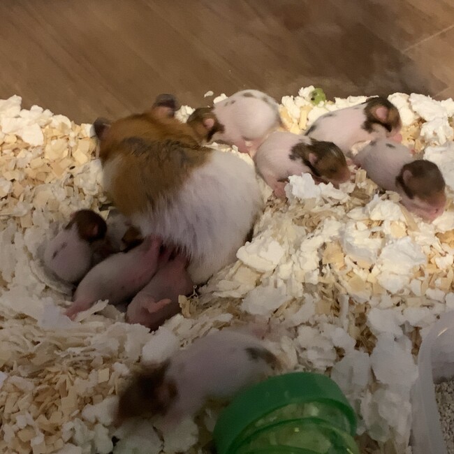 ハムスターのおうちのカバー写真