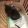 ブリティッシュ？現在トライアル中！！ サムネイル2