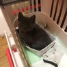 ブリティッシュ？現在トライアル中！！ サムネイル3