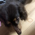 大人しい抱っこ好きなミニチュアダックス