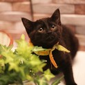 美黒猫♪マイペースでおっとりした女の子♪