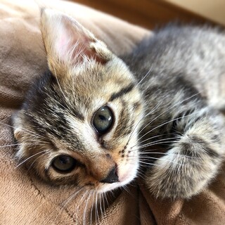 キジトラ／美人子猫さん／佐賀県