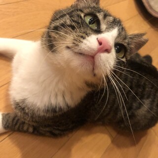 【一時停止中】だっこもできちゃう甘えんぼミア