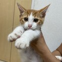 4ヶ月くらい茶白オス