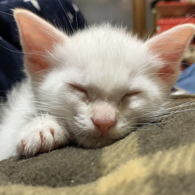 bebebe のカバー写真