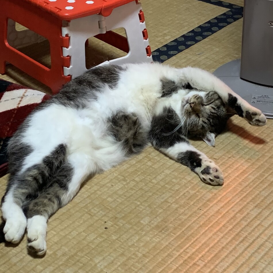 きいのカバー写真