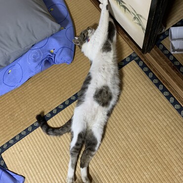 お得意のポーズ