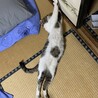 お得意のポーズ