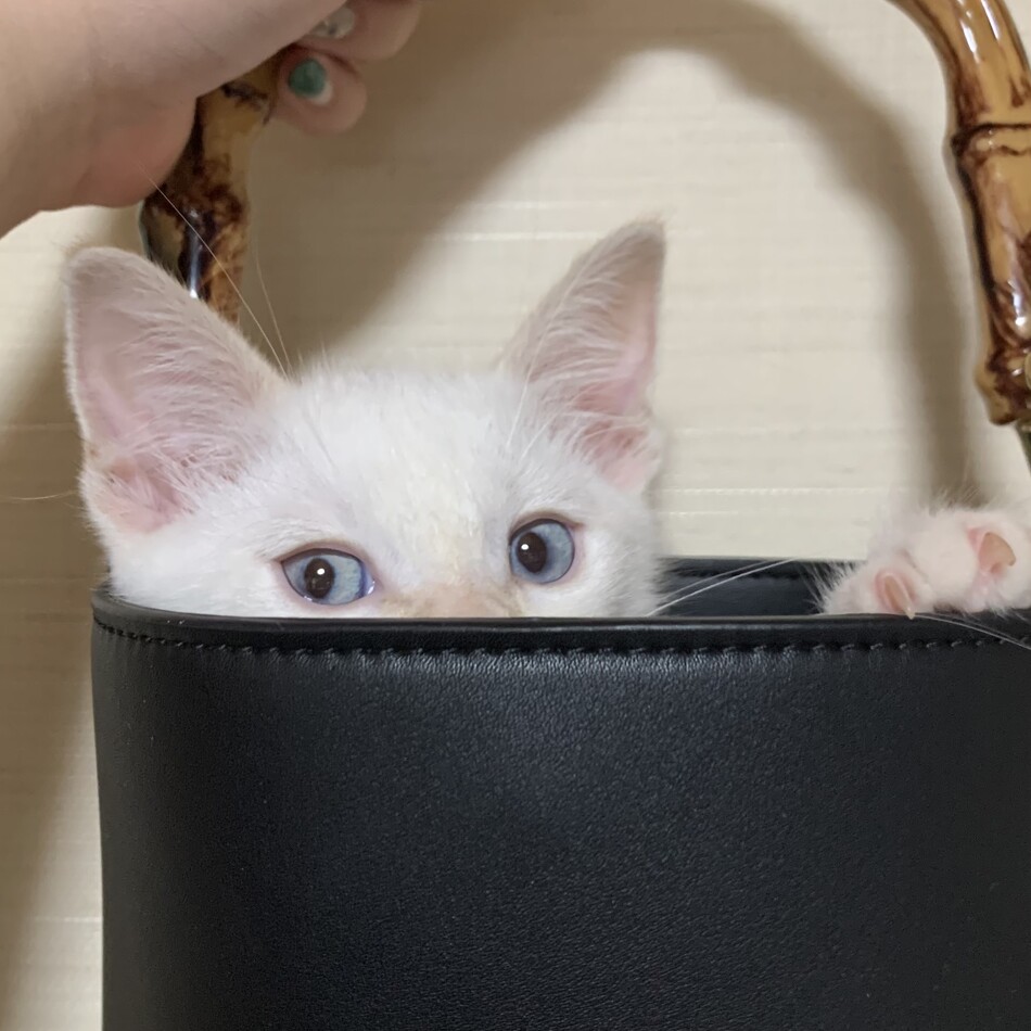 るうのカバー写真