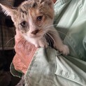 生後1ヶ月三毛猫