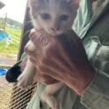 生後1ヶ月白黒猫