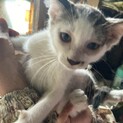 生後1ヶ月白黒猫