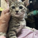 生後1ヶ月縞柄猫