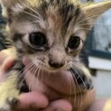 5月20日生まれ　子猫3匹の里親募集