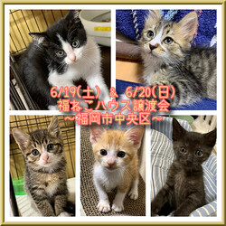譲渡相談会〜福ねこハウス〜