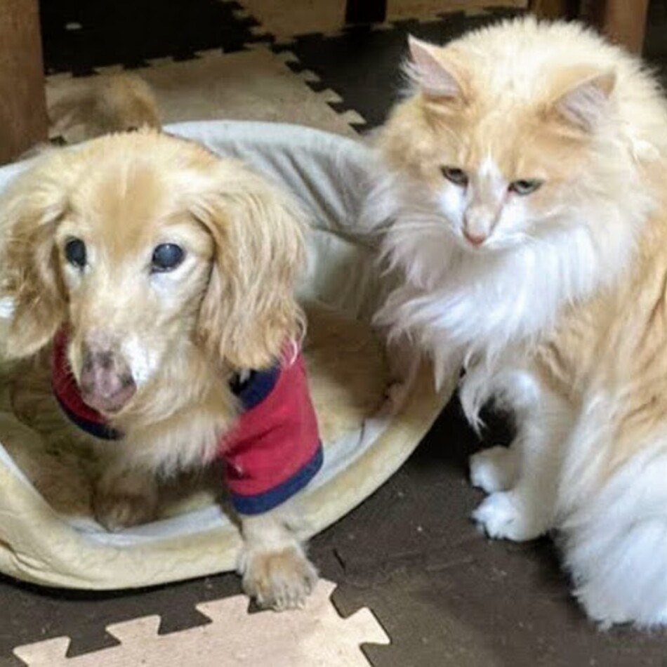 クラムのカバー写真