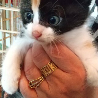 ふんばり親子猫　三毛猫 三毛猫 姉妹 6ヶ月子猫」愛知県 - 猫の里親募集(484383