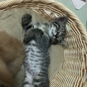 子猫5匹4／29生まれ　一時停止