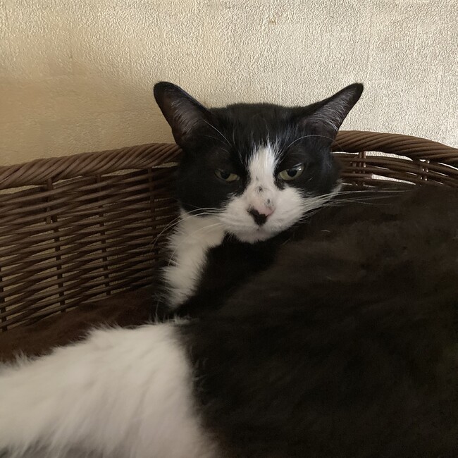 kititoのカバー写真