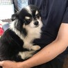 チワワのシャイくん♂７才 サムネイル4