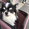 チワワのシャイくん♂７才 サムネイル5