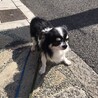 チワワのシャイくん♂７才 サムネイル6
