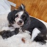 チャイクレのチャイコちゃん♀推定4才 サムネイル4