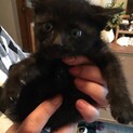 黒猫　男の子の里親さん決定!!