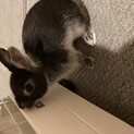 ネザーランドドワーフ　3ヶ月　女の子