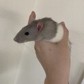 ファンシーラットの赤ちゃん2ヶ月半