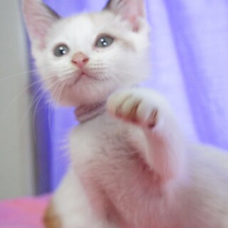 元気いっぱいの３兄妹、モモ君です。