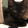 お見合い可♡黒猫長毛ツバキくん サムネイル2