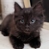 お見合い可♡黒猫長毛ツバキくん サムネイル3