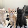 お見合い可♡黒猫長毛ツバキくん サムネイル4
